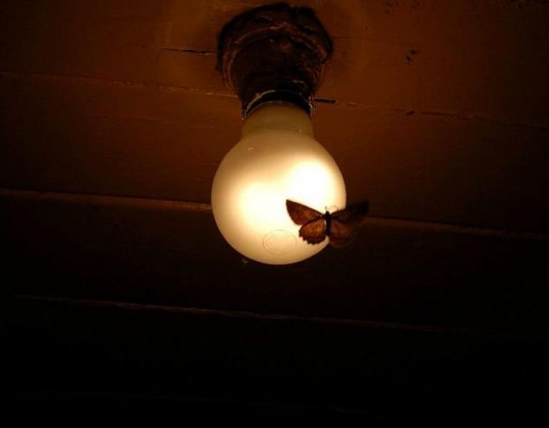 moth and bulb