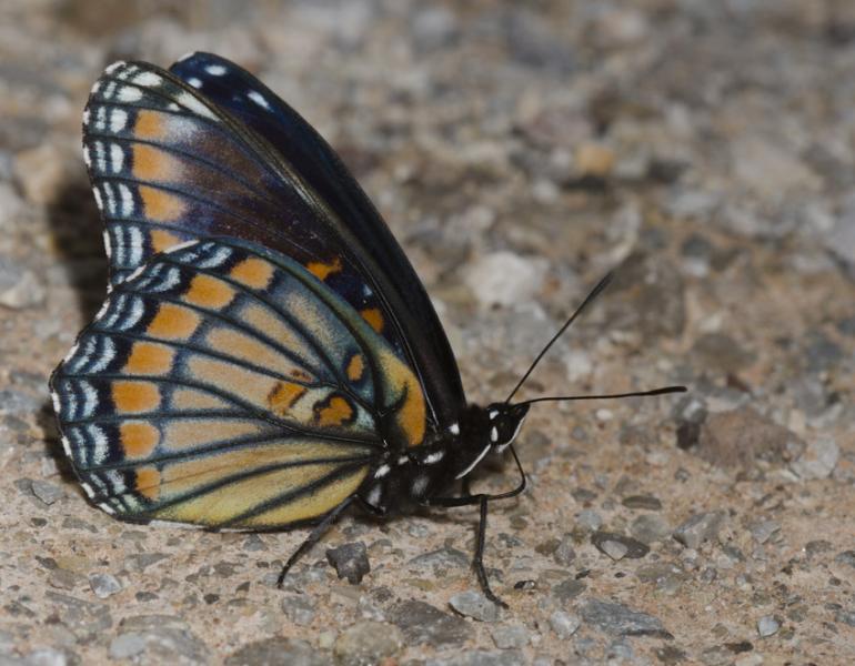 A butterfly with orange and blue features sits with its wings closed on rocky dirt.