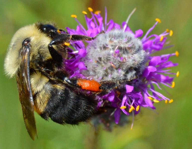 A bumble bee holds tightly to a cluster of purple flowers.