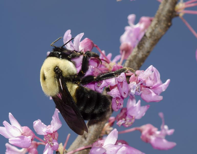 Brown-belted bumble bee nectaring on eastern redbud.