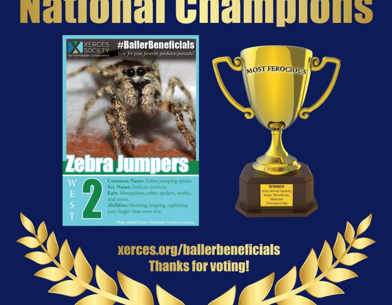 National Championship winner of Baller Beneficials, the zebra jumpers.