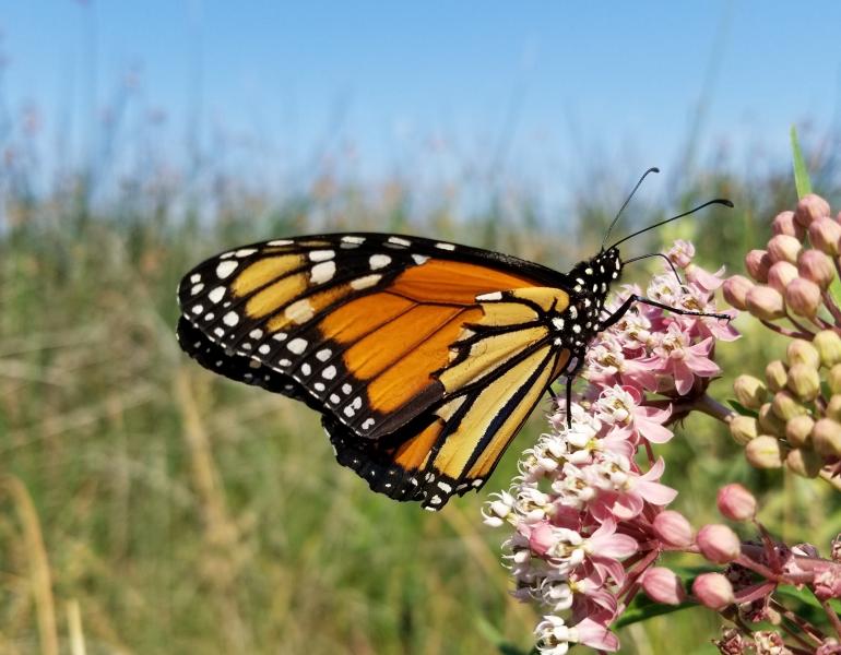 A bright orange monarch with a torn wing perches on some pink milkweed blossoms in a grassy, dry landscape.