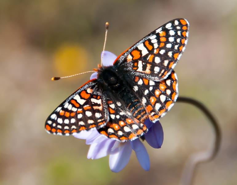 Orange, white, and black Quino checkerspot butterfly (Euphydryas editha quino) sits atop a purple flower with wings spread wide.
