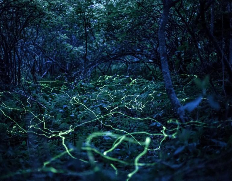 Meandering yellow-green streaks weave through a darkening forest with a thick understory of ferns, in this long-exposure shot of fireflies.