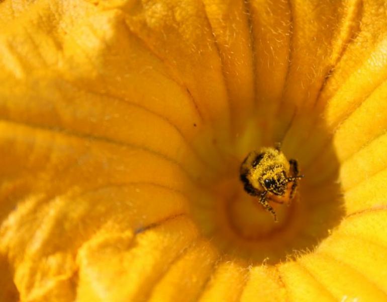 A pollen-covered bee sits deep inside a bright-orange squash flower.