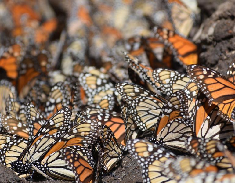 Monarchs stand close together on muddy ground on the edge of a puddle.