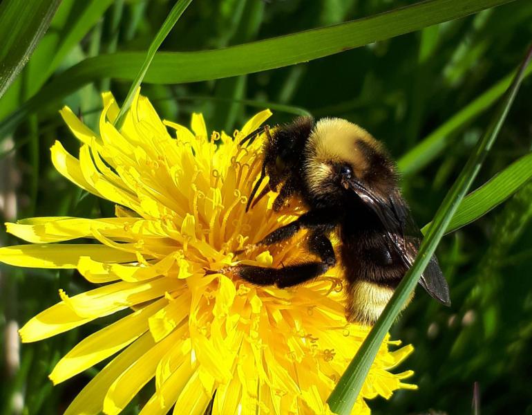 yellow, flower, dandelion, community science, Bumble Bee Watch