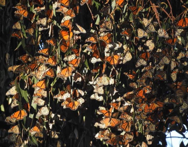 Cluster of monarchs on tree branches