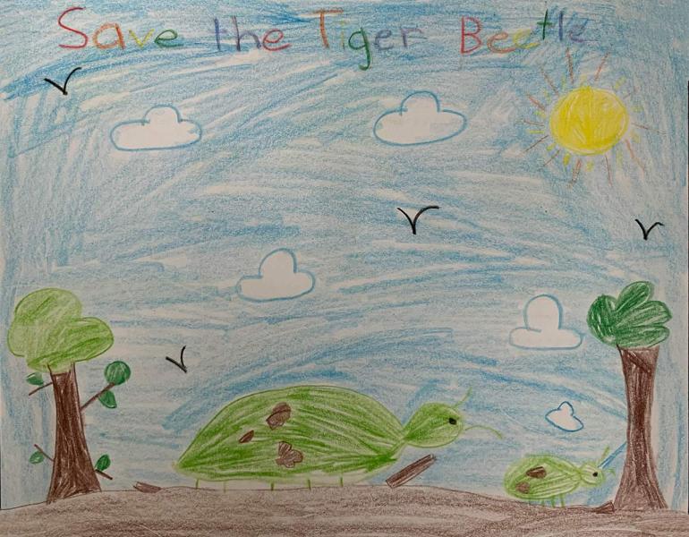First grader's crayon drawing of endangered tiger beetles 