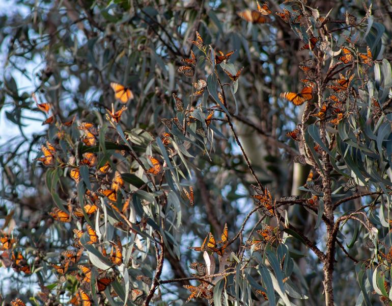 Monarchs aggregating on a tree at one of their overwintering sites