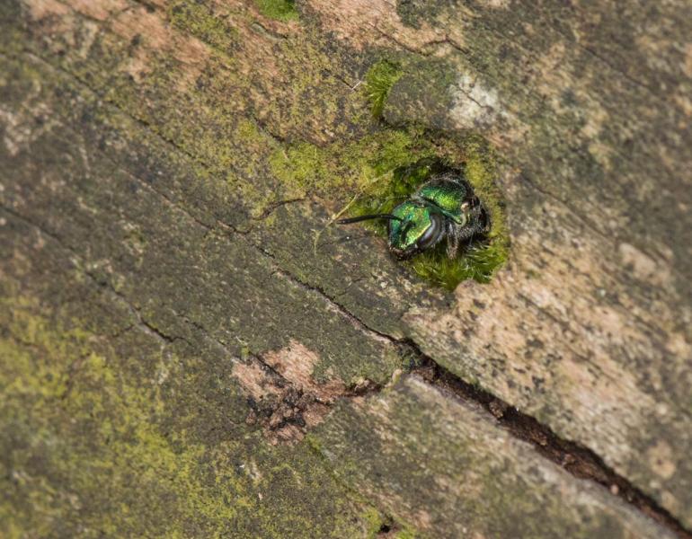 A bright metallic green bee peeking its head out of a round hole in a mossy log. Once, a beetle excavated this tunnel, on its way out from the fallen log that it had lived inside as a larva. Now, the bee has remodeled the tunnel for its nest. 