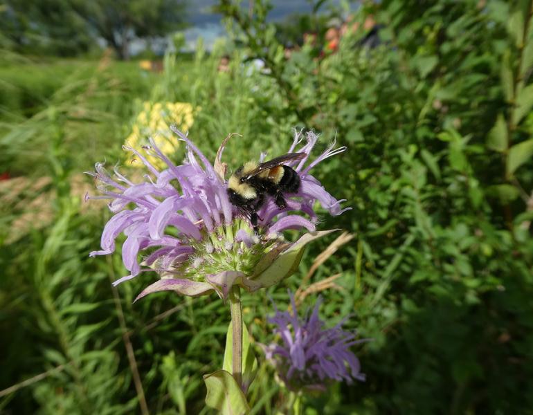 A bumble bee perched on a light purple flower, amidst other greenery. This species, the rusty patched bumble bee, is at risk due to widespread pesticide use.