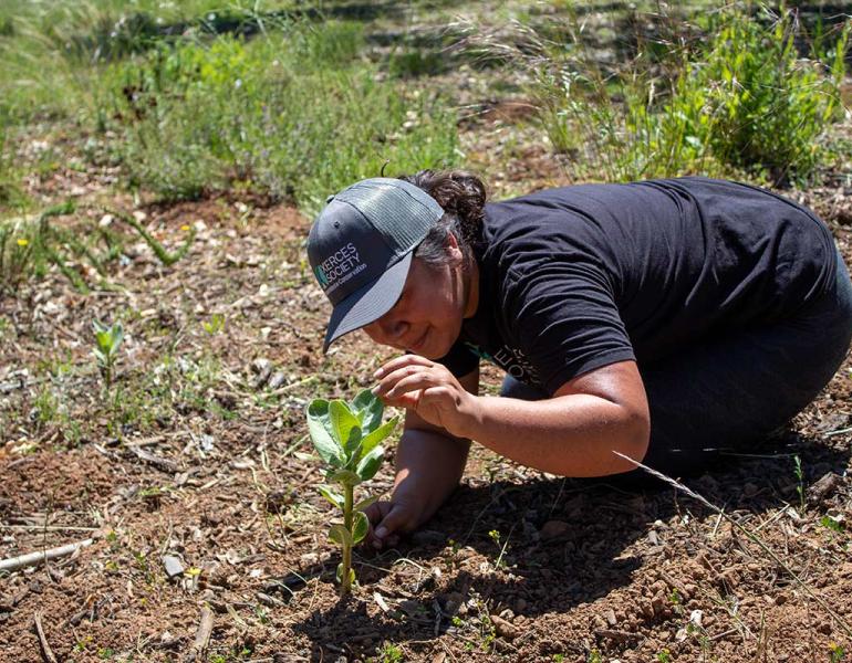 A Xerces staff member checking a recently planted milkweed plant.