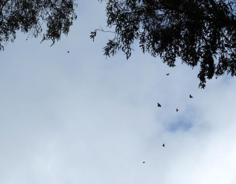 7 western monarchs fly overhead near their overwintering trees