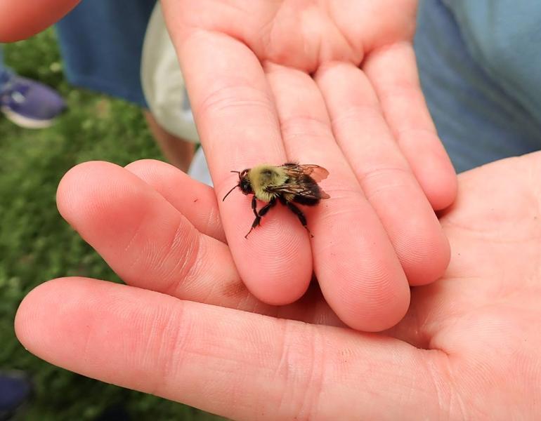 A bumble bee resting atop a person’s open palm.