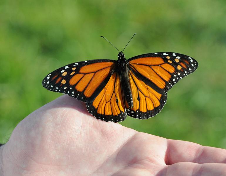 A monarch butterfly resting on a person's hand, with its wings spread wide.