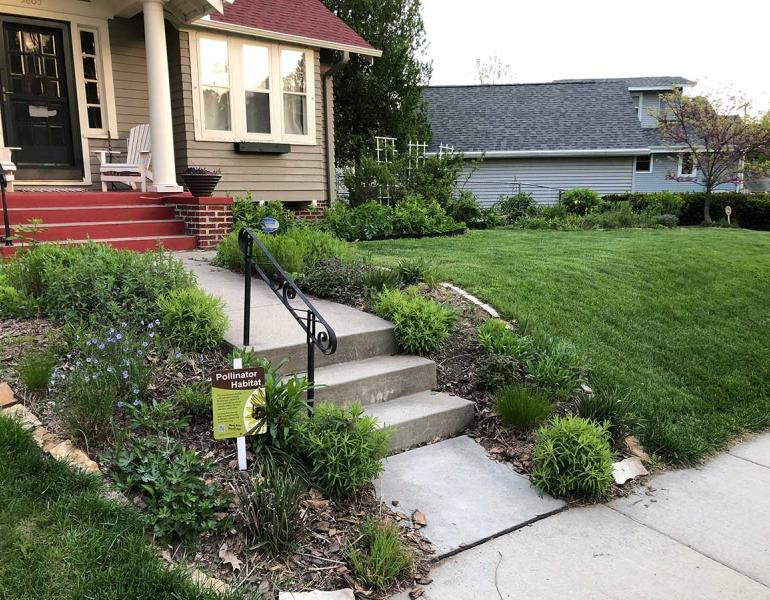 A pollinator habitat, with several native flowers, next to a grass lawn.