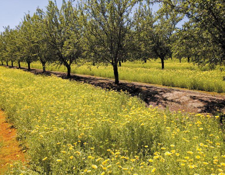 Yellow flowers bloom between orchard rows