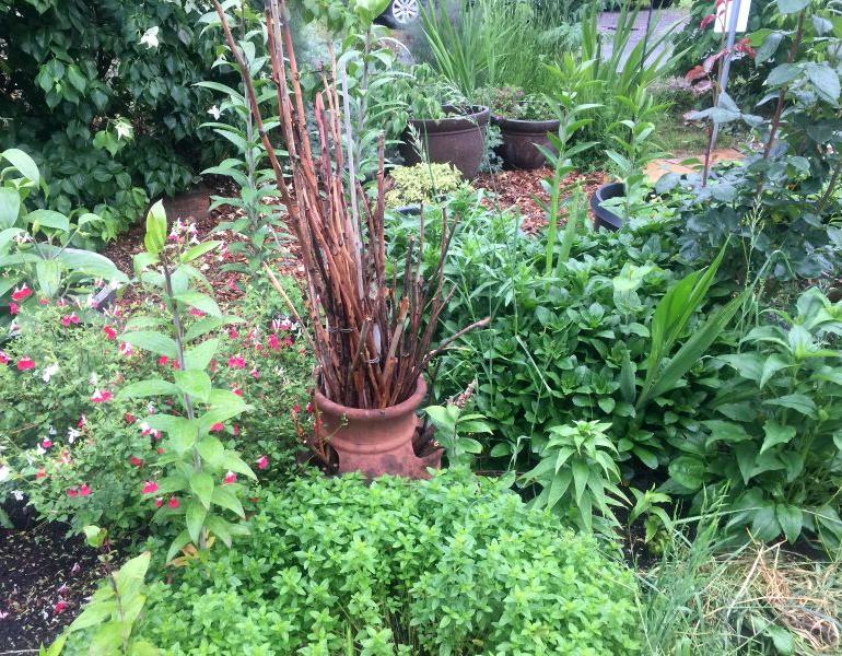 Upright dried raspberry canes stand in a strawberry pot in the middle of a garden