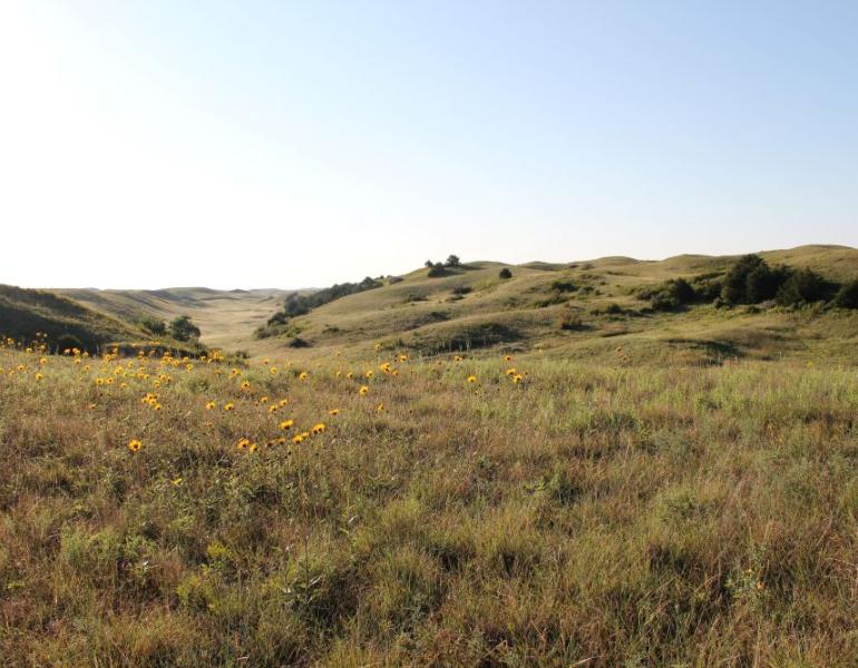 Nebraska Sandhills grassland with grass, yellow flowers, and a few trees under blue sky