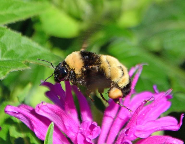 A black and yellow bumble bee on a bright pink flower