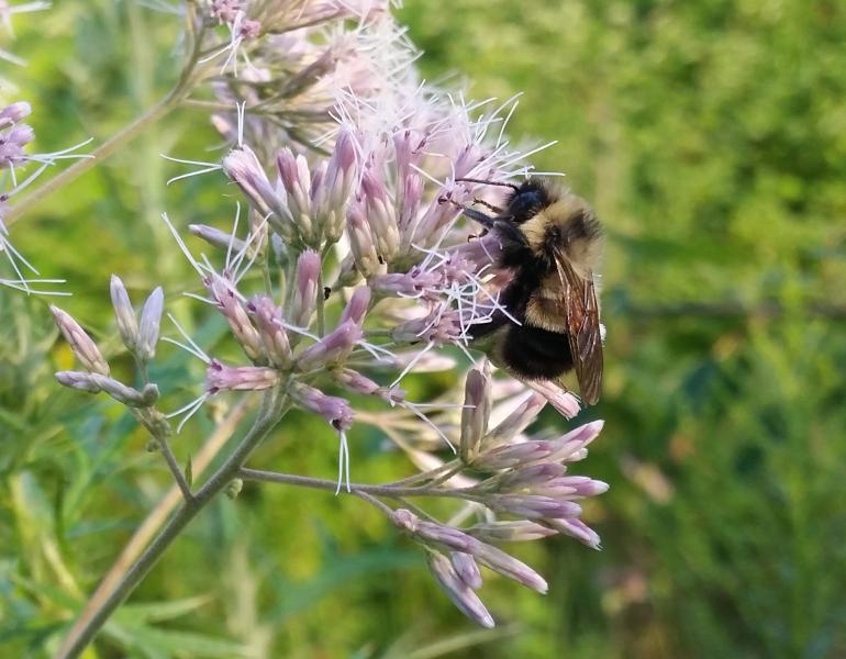 Although partially obscured by the wings, the distinctive rusty-colored patch is just visible on the yellow band on the back of this rusty patched bumble bee