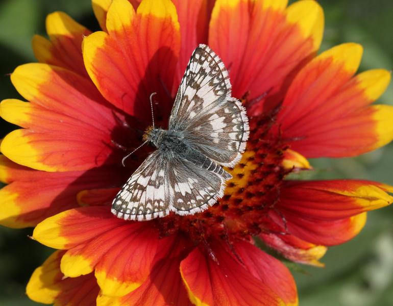 A small brown and white butterfly rests with it's wings open on a brightly colored red and yellow flower