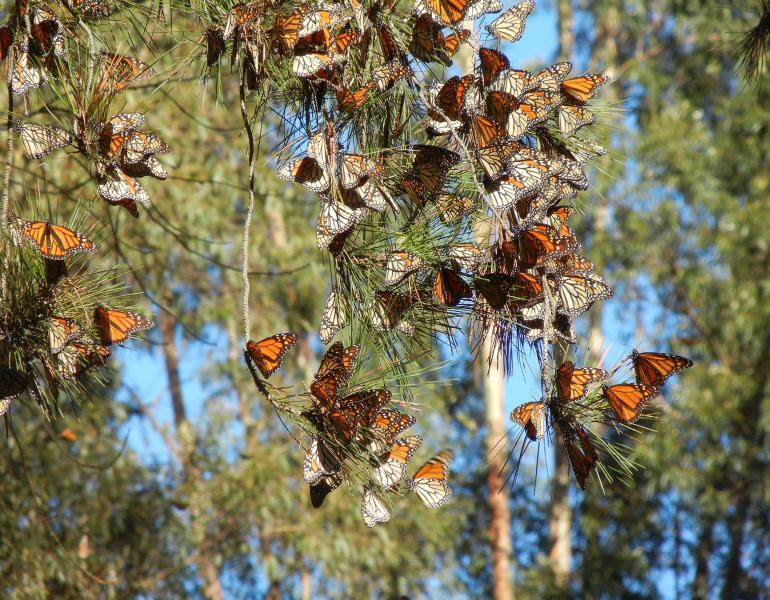 A cluster of several dozen orange-and-black monarch butterflies rest on the branches of a pine tree