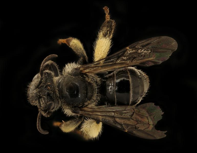 A super close-up photo of a bee shows every detail of its body. The bee is dark, almost black, and very shiny, with pale brown hairs on it's head and thorax. Its legs have patches of long, dense hairs in which it can carry pollen.