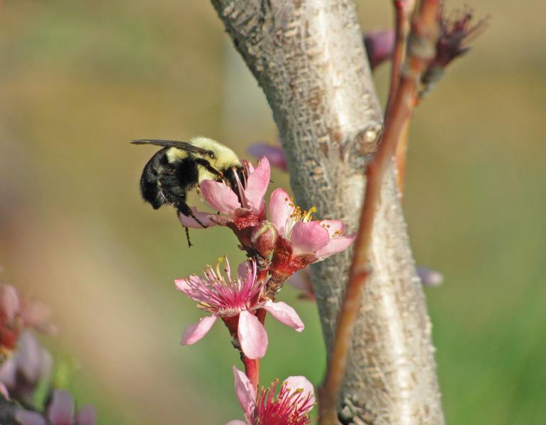 The black hairs that cover the rear segments of this yellow-and-black bumble bee shine in the sunshine as it forages on a pink flower
