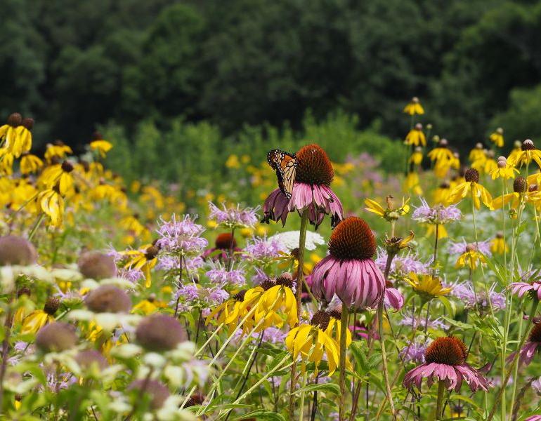 A monarch butterfly drinks nectar from a purple coneflower in the middle of a field of wildflowers. The monarch is orange-brown with black markings. The coneflowers have a reddish-brown raised dome in the center that is surrounded by drooping purple petals. The other flowers in the meadow are yellow and pink, and beyond is wall of green trees that forms the edge of a woodland.