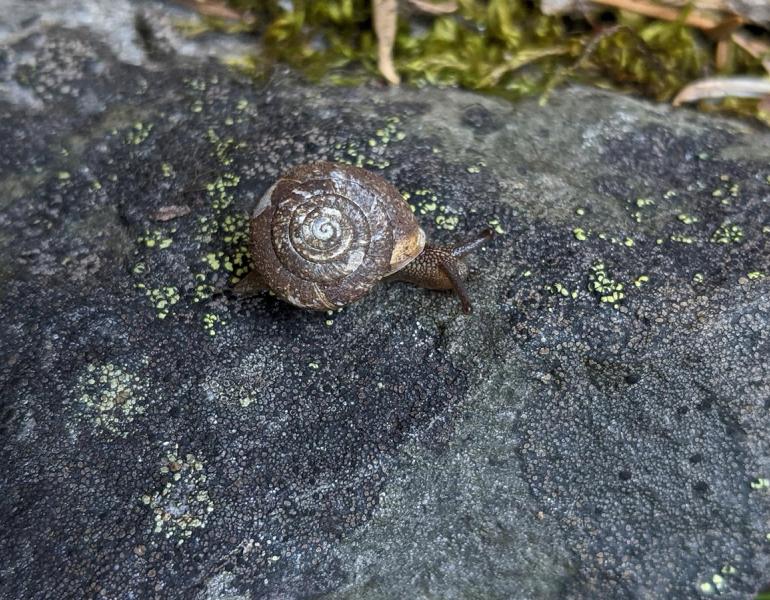 A hesperian snail from a site near Grizzly Creek