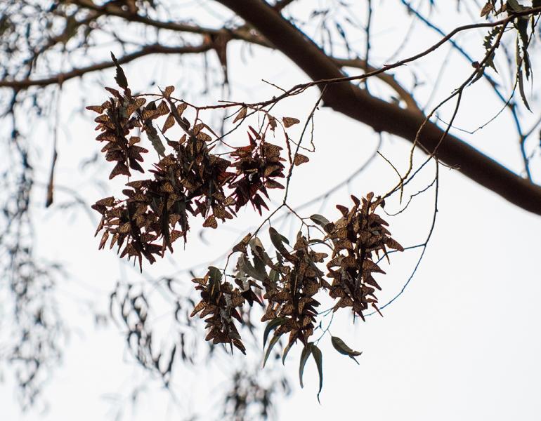 Clusters of overwintering monarchs on a tree branch