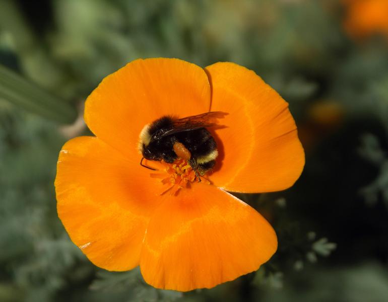 Bumble bee on California poppy flower
