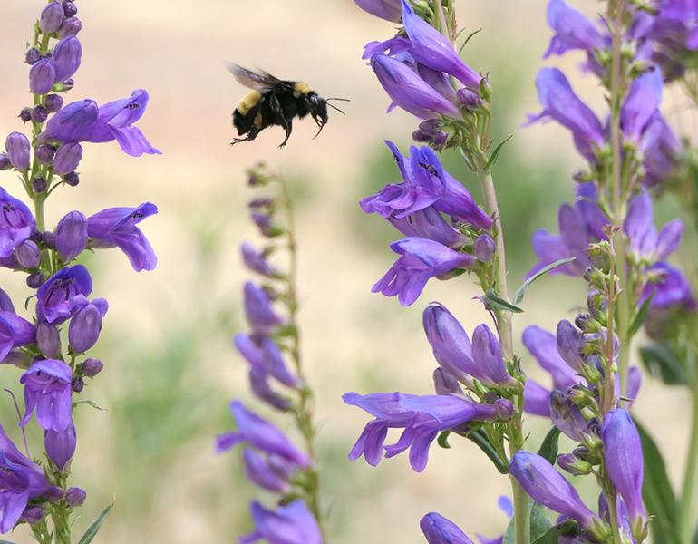 Bumble bee flies from flower to flower along the Santa Fe Pollinator Trail