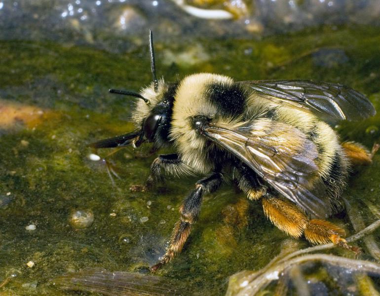A large fluffy bee drinking from a shallow pool of water