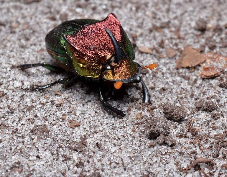 All About Dung Beetles and Why They Matter | Xerces Society
