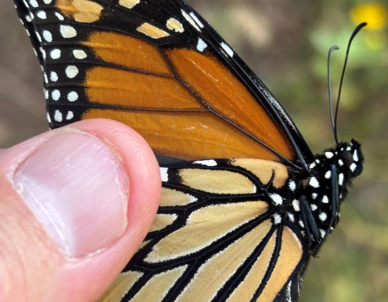 Closeup of a thumb holding female monarch butterfly XSTI009 (c. Ray Moranz, Xerces Society)