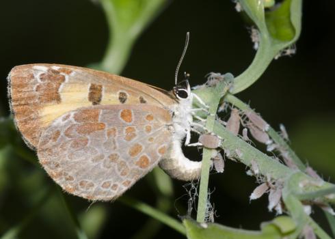 A gray butterfly with orange spots and details arcs its body towards a green stick, depositing a green, spherical egg near a lot of gray aphids.