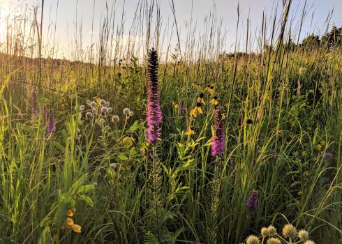 Prairie grasses and flowers are illuminated beautifully by low, golden sunlight.