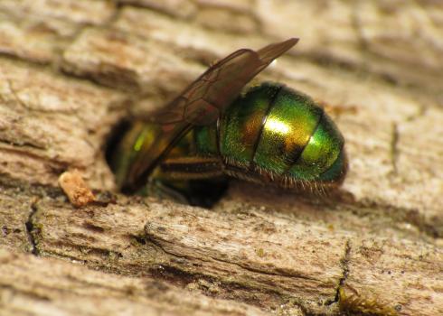A metallic green bee appears to be climbing headfirst into a hole in some reddish-tan wood.
