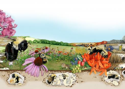 An illustrated landscape showing changing seasons (for instance, a tree that is half bare and half covered in bright pink blooms) shows bumble bees in various stages of their life cycle, including underground nests, foraging, and larvae.