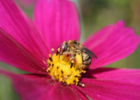 long-horned bee on cosmo flower