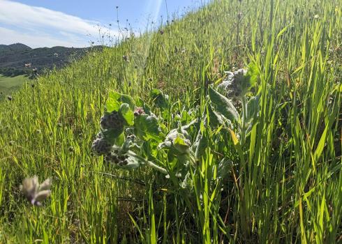 Early-season California milkweed