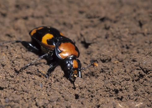 American burying beetle in soil