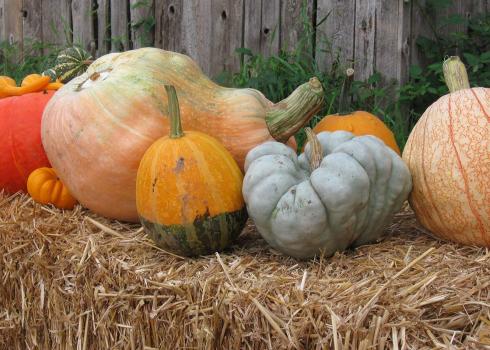 Several different varieties of pumpkins and squashes lined up on a hay bale.