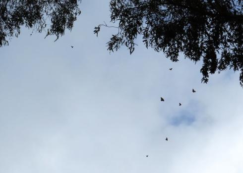 7 western monarchs fly overhead near their overwintering trees