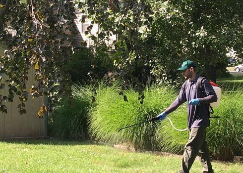 A worker spraying pesticides onto the front lawn of a building.