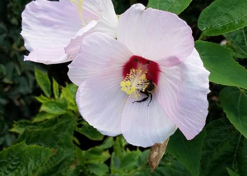 A hibiscus bee (Ptilothrix bombiformis) visiting a crimsoneyed rosemallow (Hibiscus moscheutos) flower