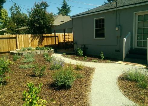 Native plants in mulch near the walkway of a home